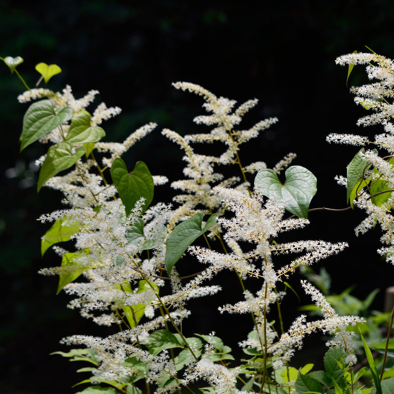 Delicate White Branches of Astilbe