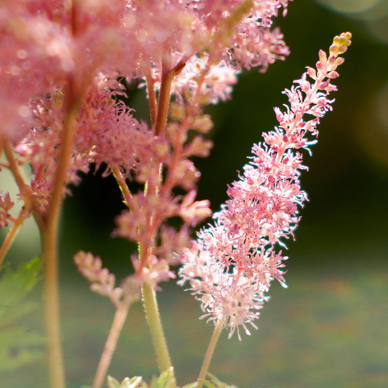 Delicate Pink Feathery Blooms