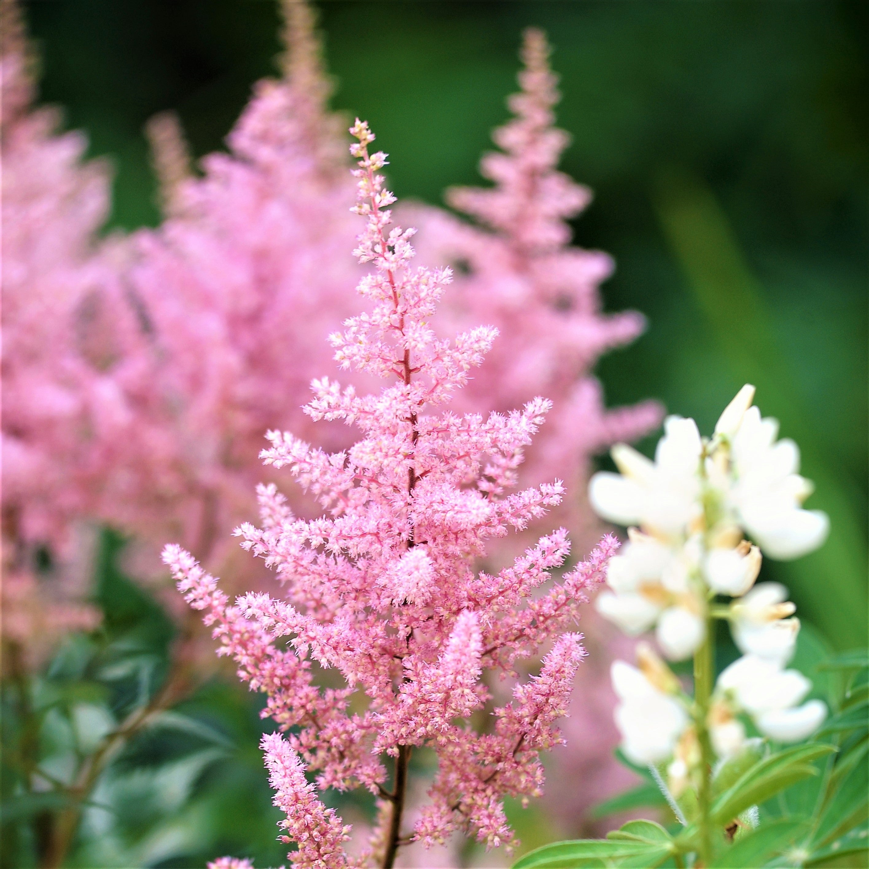 Easy to Grow Astilbe Bareroot Garden Plants - Shade, Outdoors – Easy To ...