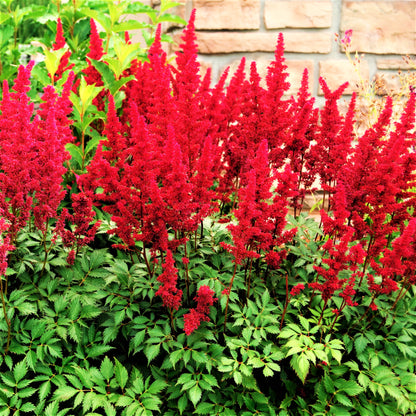 Feathery Red Blooms of Astilbe Fanal