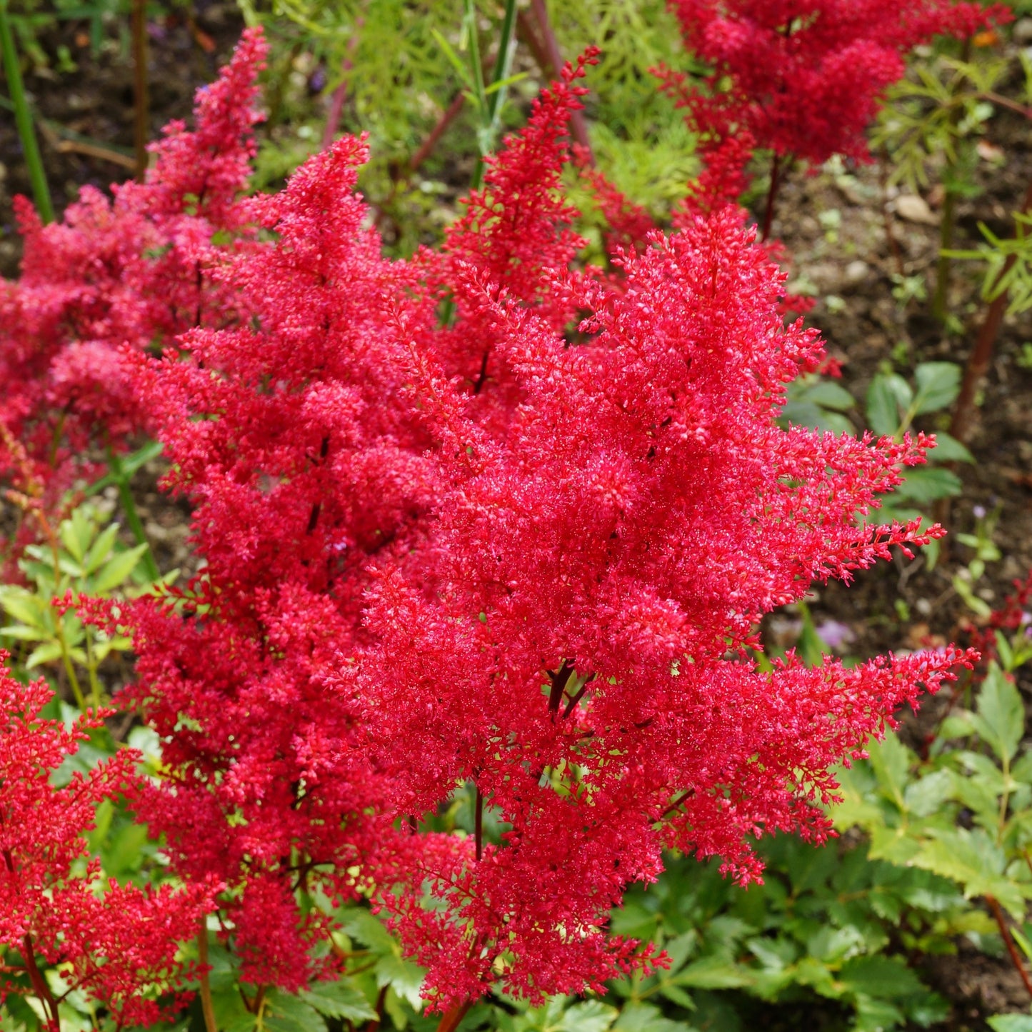 Exceptionally red feathery blooms truly glow in the shady garden with this astilbe