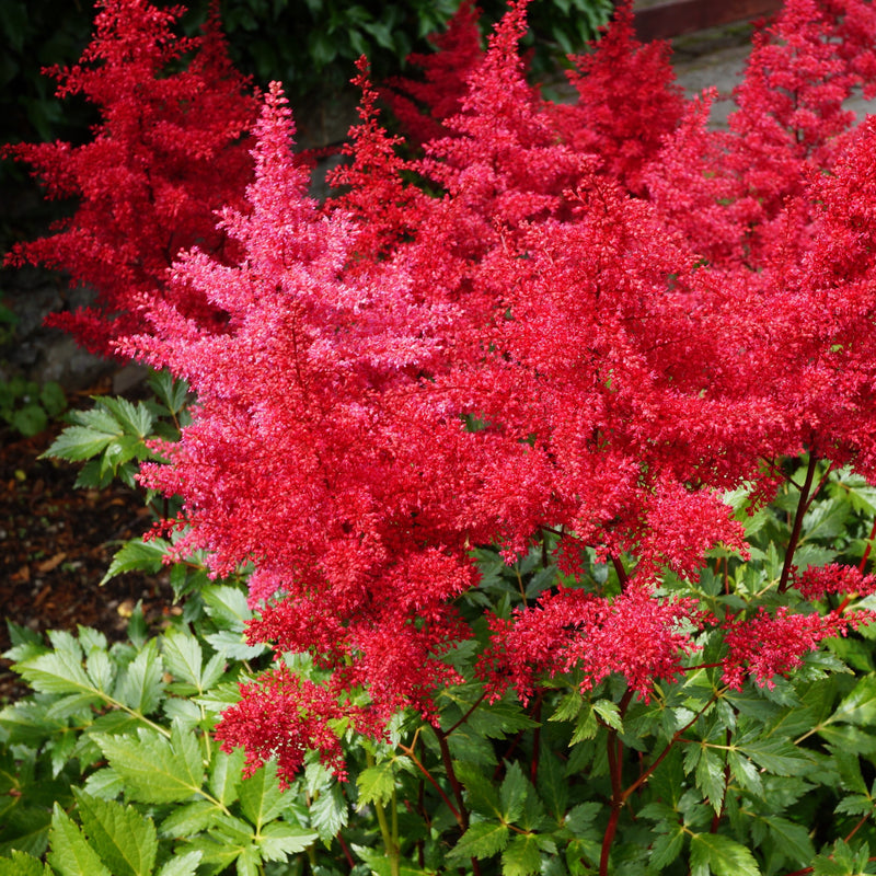 Full Red Clouds of Astilbe Fanal Blooms