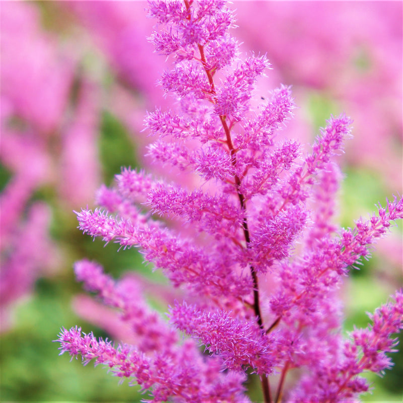 Up-Close Feathery Astilbe Branch