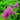 Raspberry-Hued Astilbe Vision