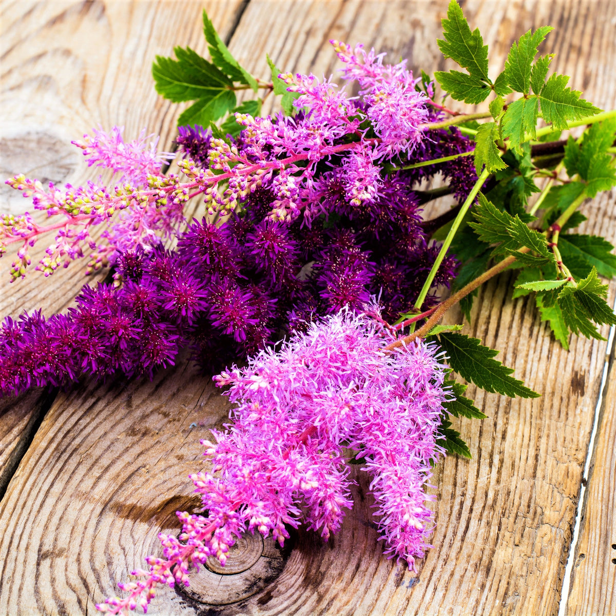 Astilbe Raspberry Raspberry Pink Astilbe Bare Root Plants for Sale Online | Vision – Easy ...