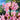 Pink Belladonna Lily close up against blue sky