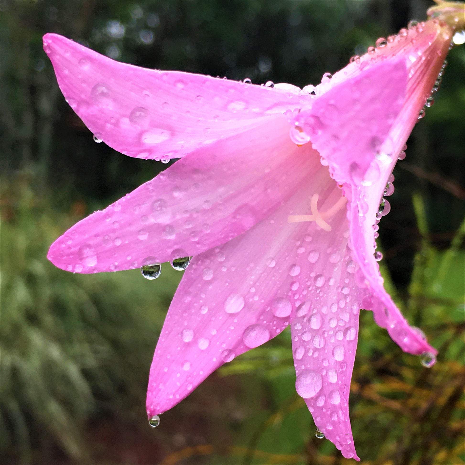 belladonna lily flower language Belladonna Lily