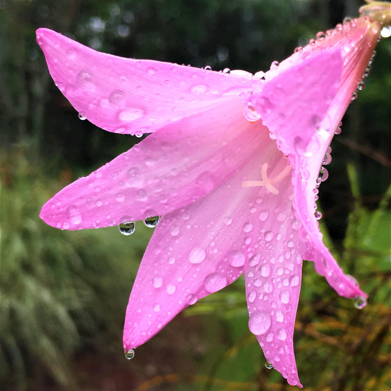 Water Drops on a Pink Belladonna Lily 