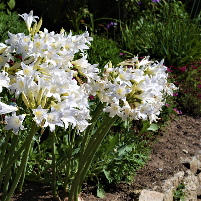 Multiple Blooms of Trio Belladonna Lily White