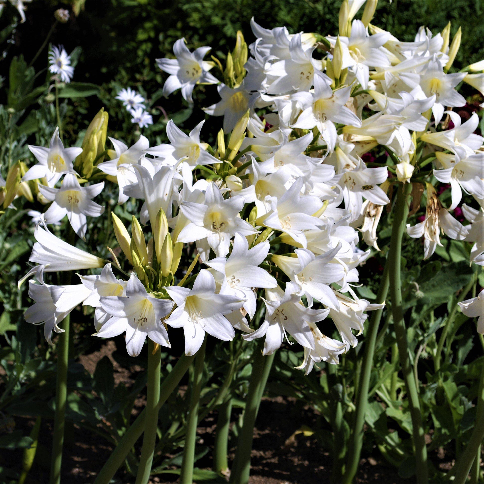 belladonna lily flower Belladonna Lily