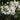 Clustering Blooms of Trio Belladonna Lily White