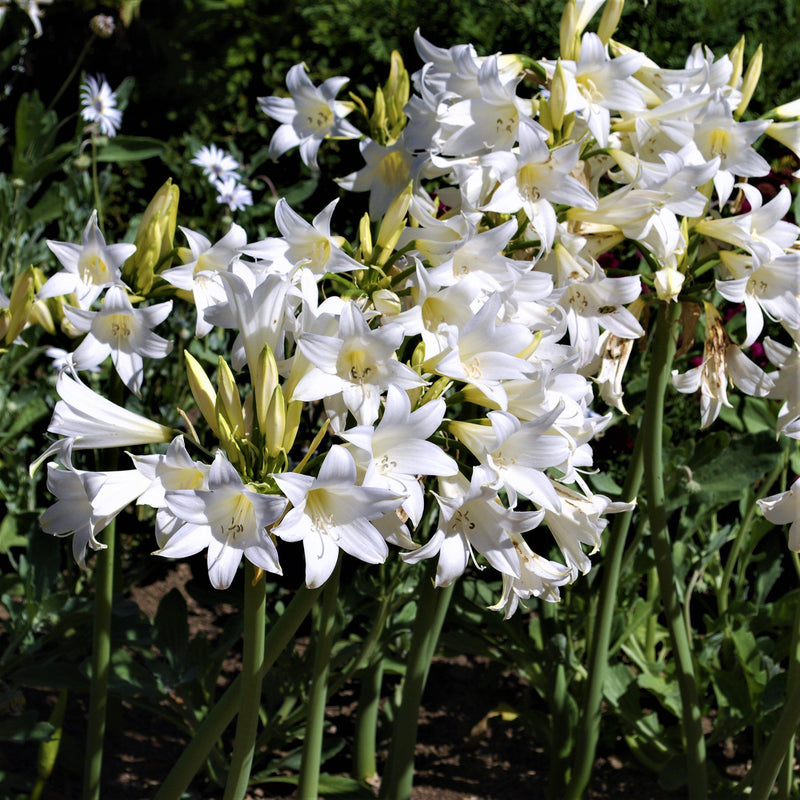Clustering Blooms of Trio Belladonna Lily White