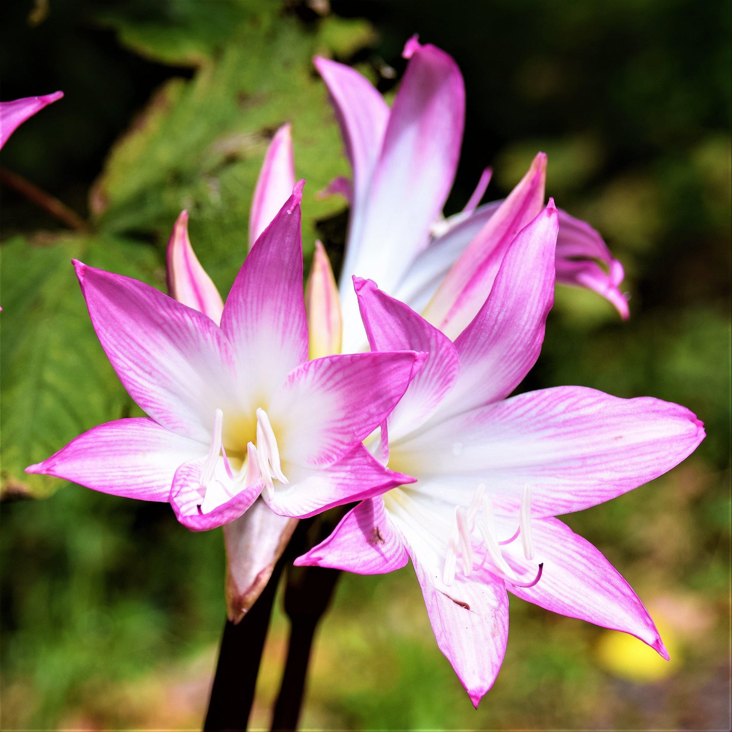 belladonna lily flower Belladonna Lily