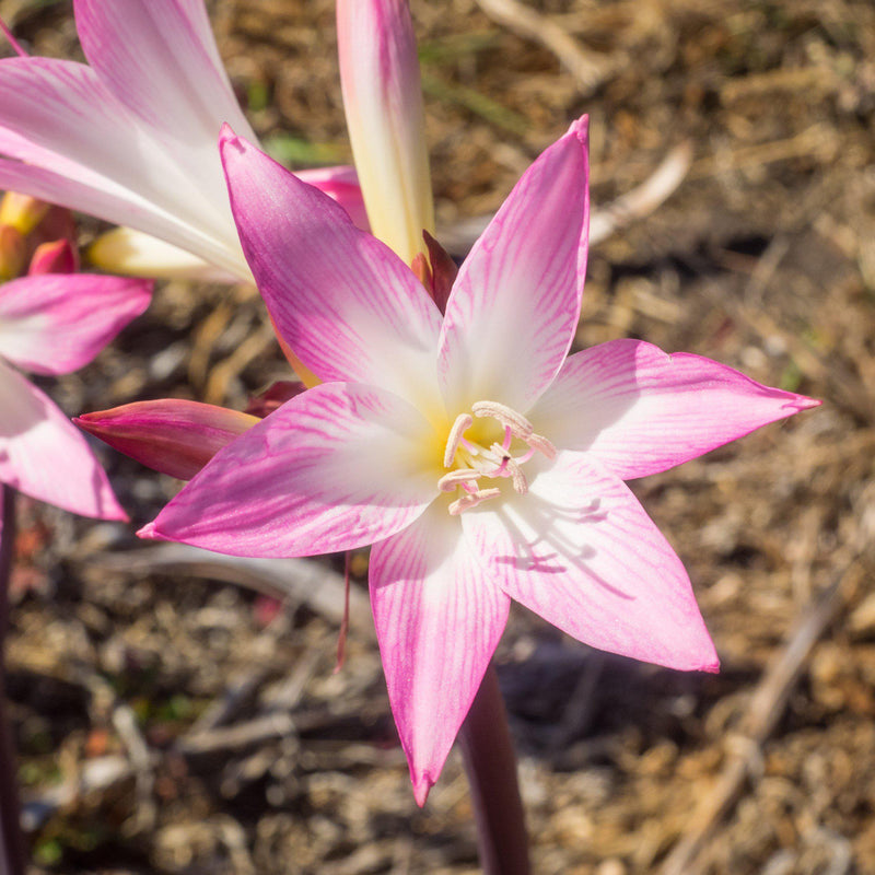 Close Up on Belladonna Lily Pink Hybrids - Exclusive