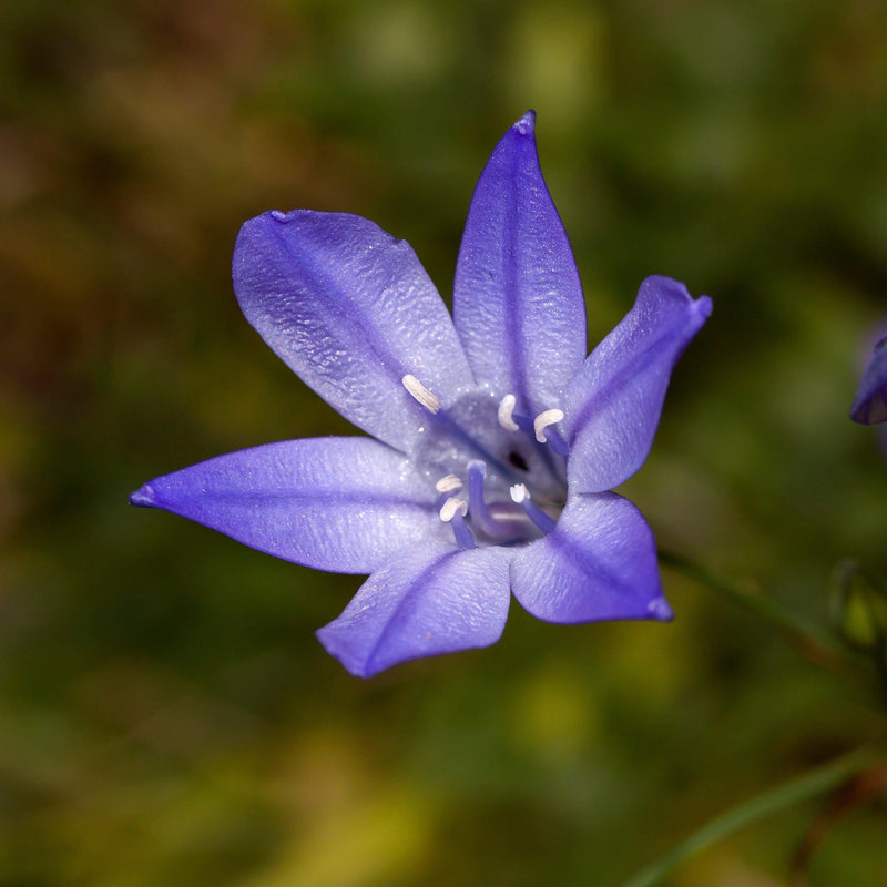 Single Purple-Blue Triteleia Flower