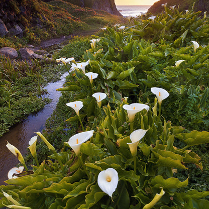 calla lily pond plant Stunning White Calla Lily Aethiopica Bulbs For Sale