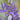 Indian Hyacinth Close Up