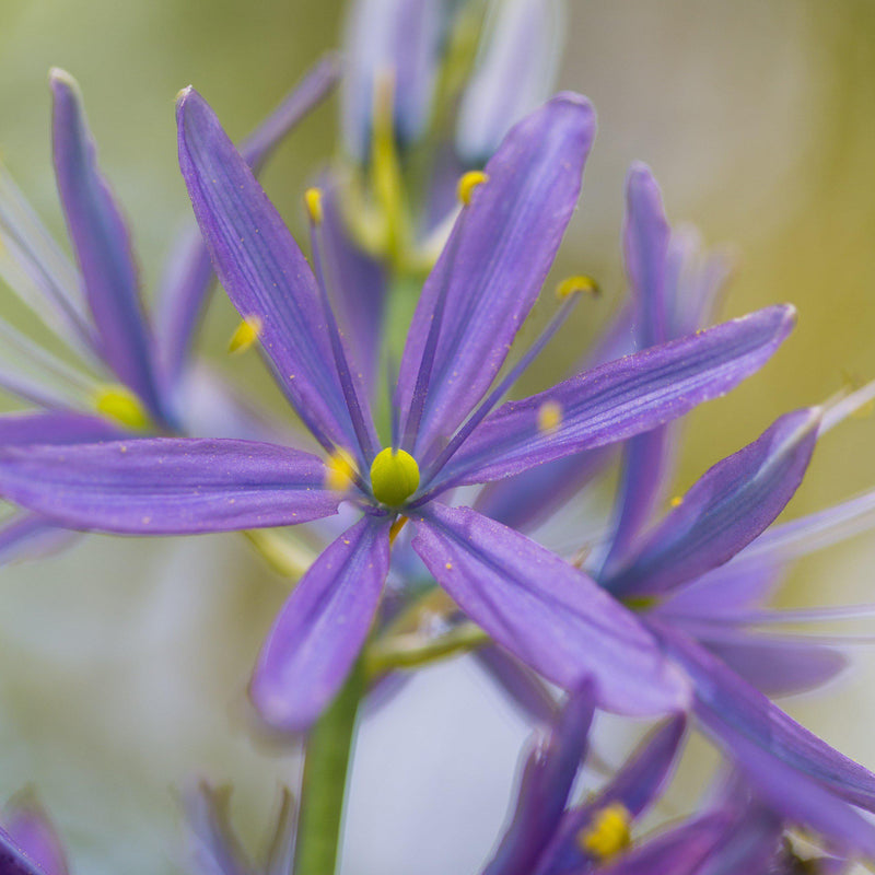 Indian Hyacinth Close Up