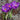 three purple crocus vernus flower record