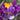 close up purple crocus vernus flower record
