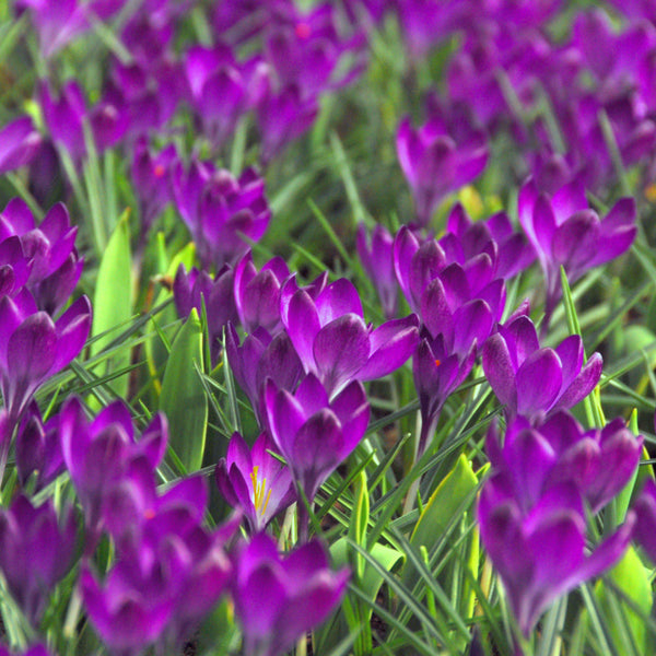 Violet Crocus Vernus Bulbs For Sale Online Flower Record Easy To
