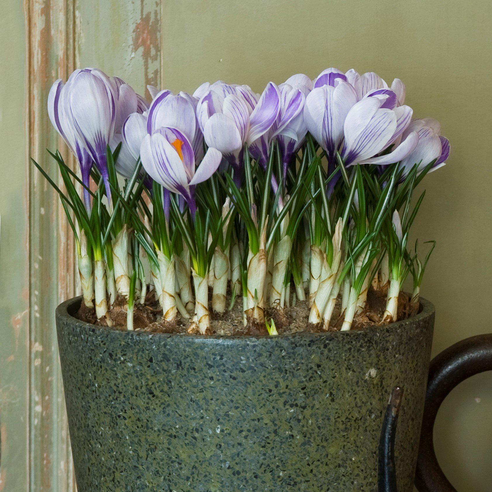 crocus potted plants Crocus