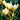 Planted Crocus Chrysanthus Cream Beauties