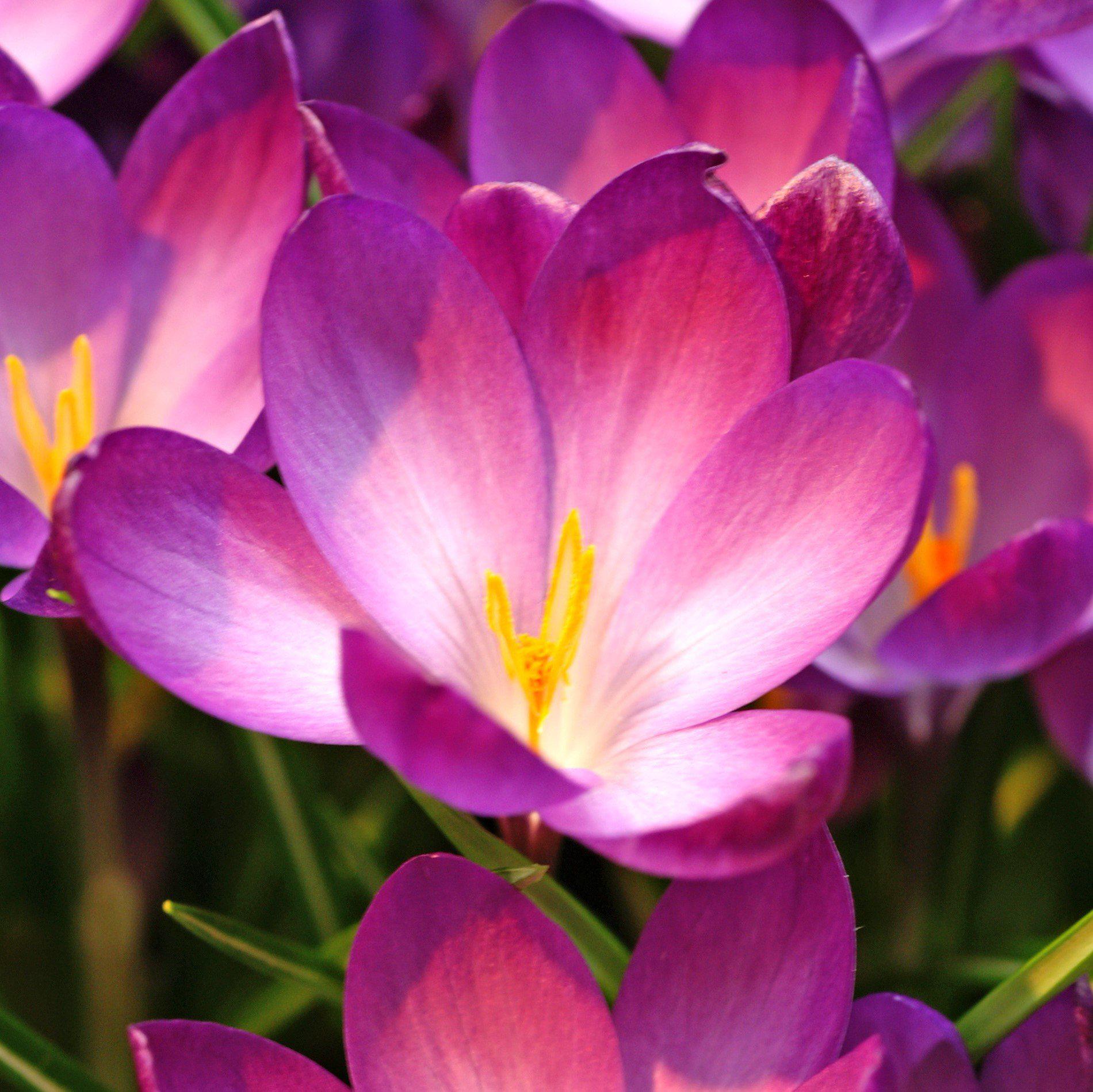 Crocus Springfield Crocus Bulbs for Sale – Easy To Grow Bulbs