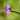 Single Dichelostemma Congestum With Blurry Field Background
