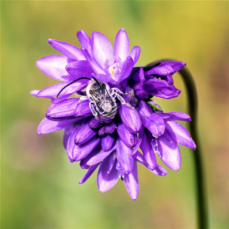 Bee on Dichelostemma Congestum Flower