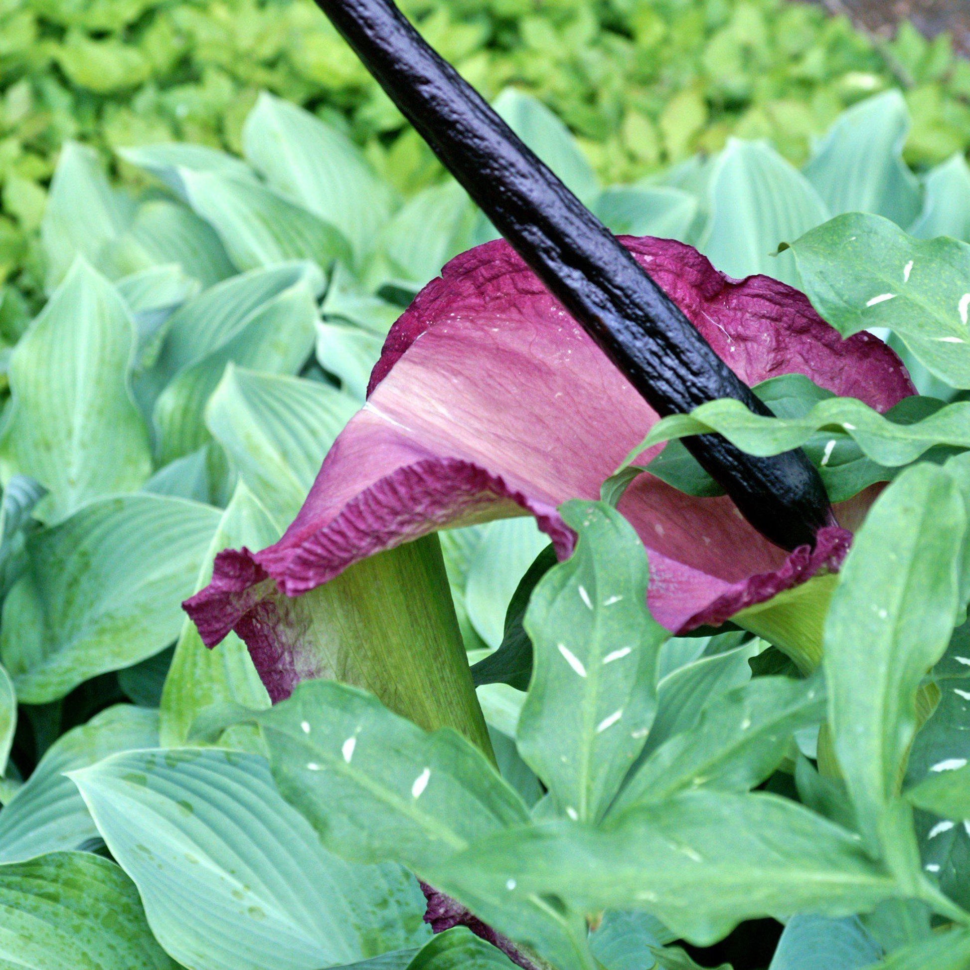 dracula lily flower Nearly-Black Voodoo Lily Bulbs for Sale