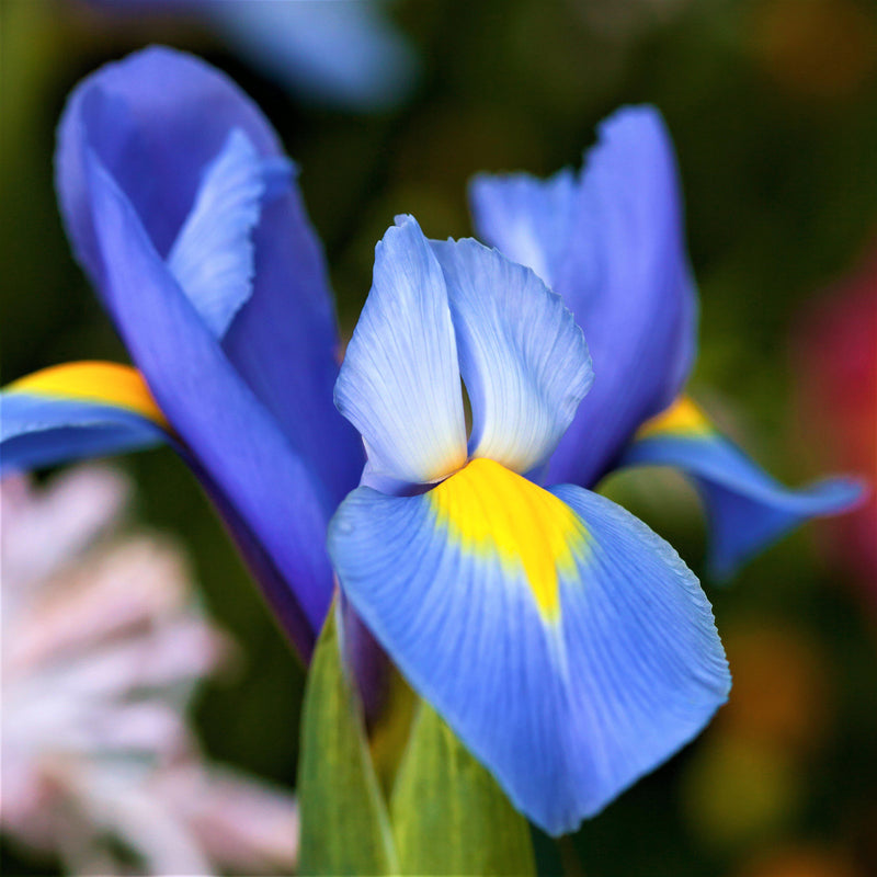 Single Blue and yellow dutch iris spring mix