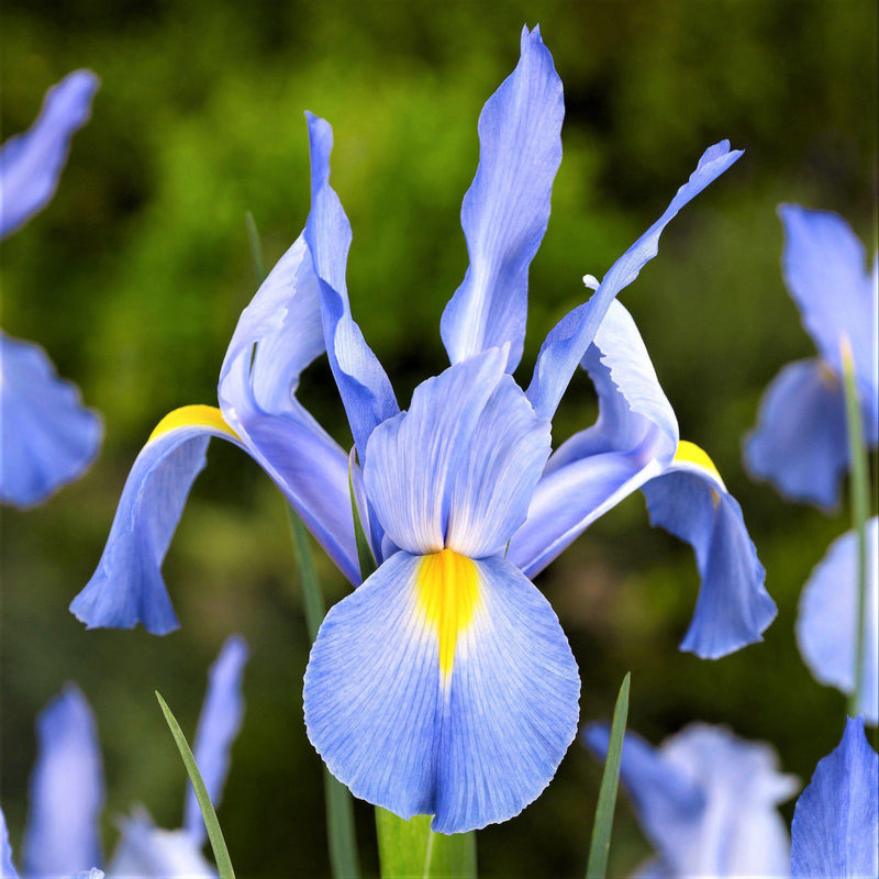 Close Up Dutch Iris Blue Diamond Flower