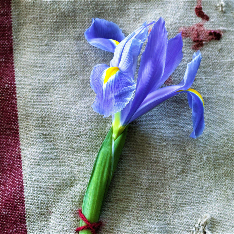Cut Dutch Iris Blue Diamond Flower