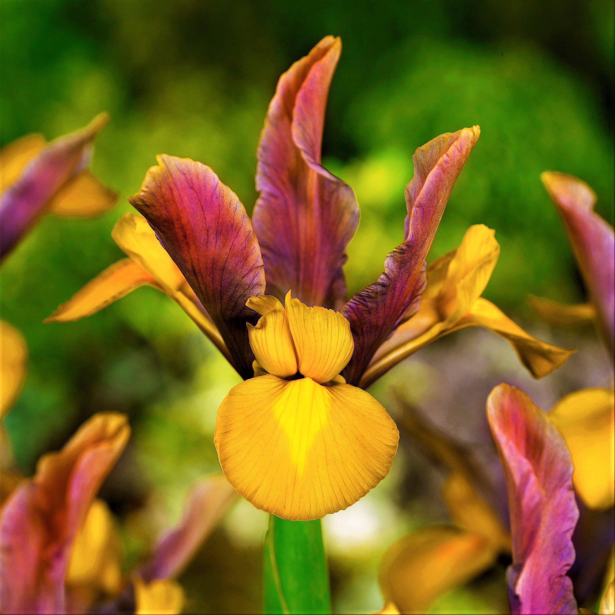 Spectacular Dutch Iris Bulbs For Sale Online | Bronze Beauty – Easy To ...