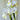 Dutch Iris Casablanca flowers 