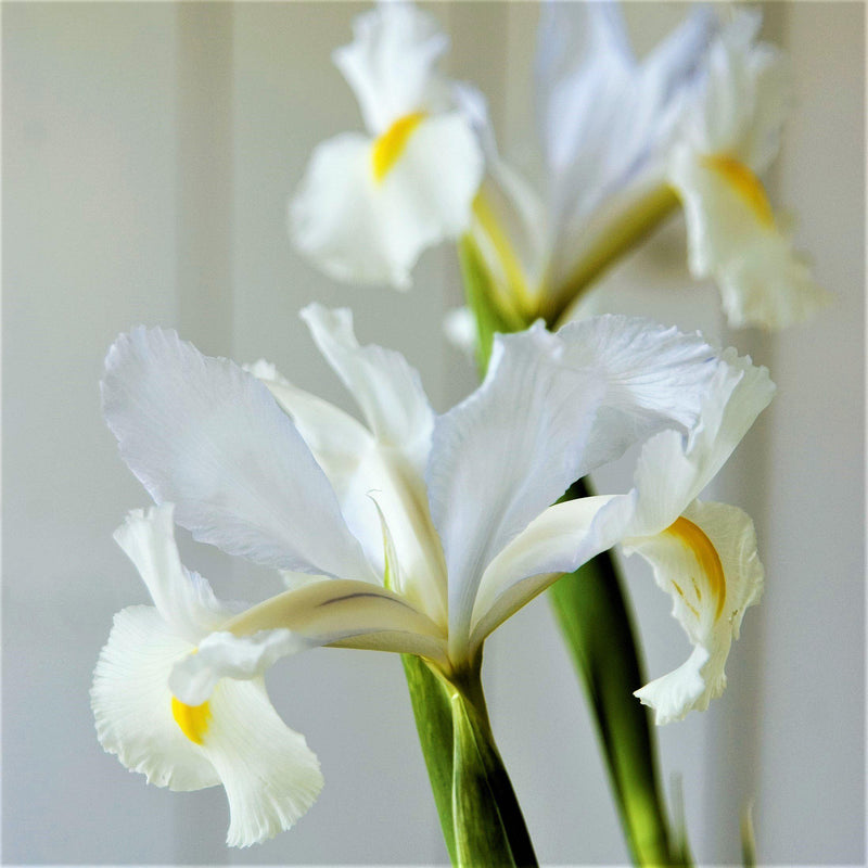 Dutch Iris Casablanca flowers 