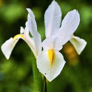 White Dutch Iris Casablanca with dew on it