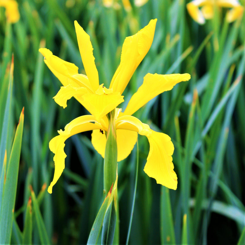 Bright Yellow Dutch Iris