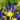 Dutch Iris Mystic Beauty Flower