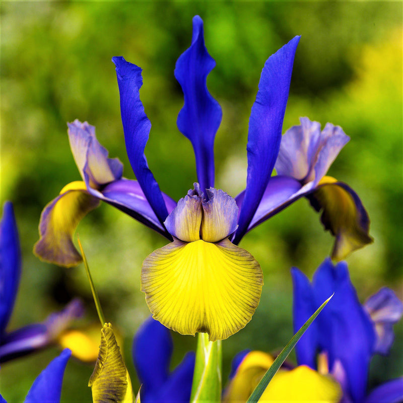 Flower in Dutch Iris Spring Sparkle Mix