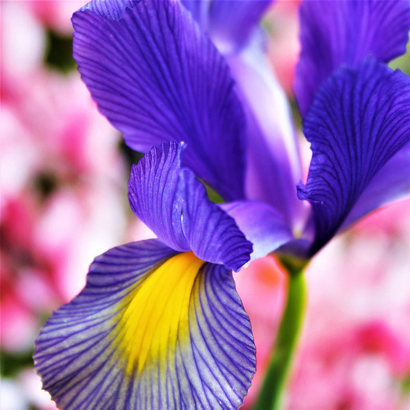 Dutch Iris Mystic Beauty Flower Petals