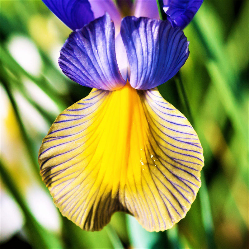 close up on petal from Dutch Iris Mystic Beauty