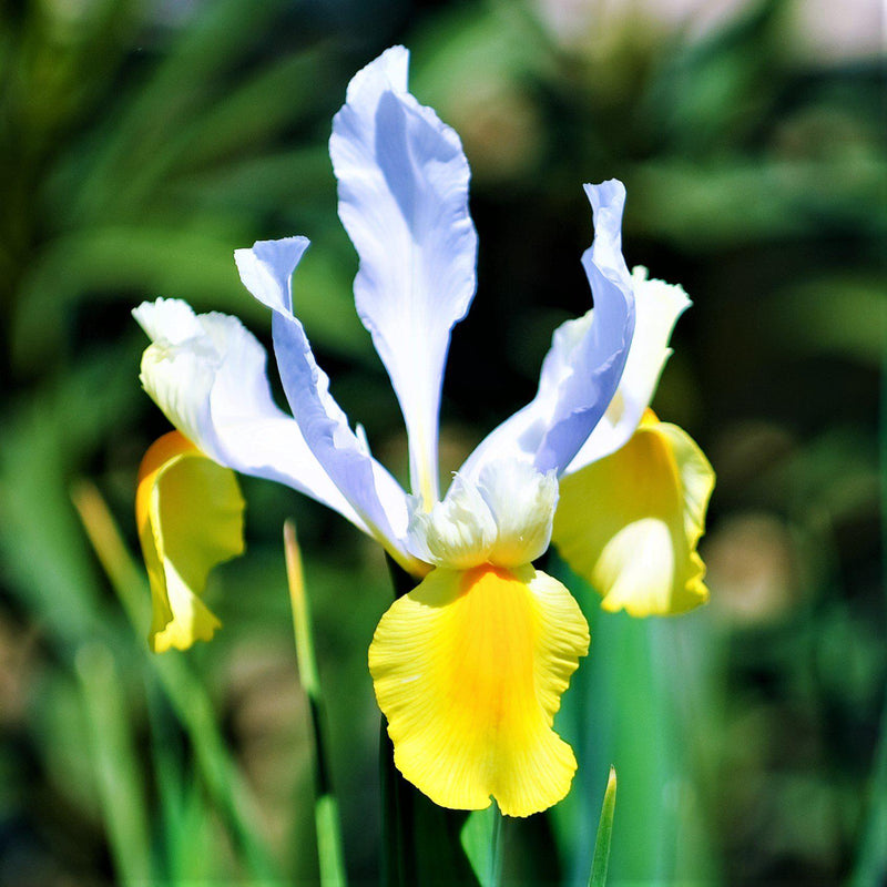 White and Yellow Dutch Iris