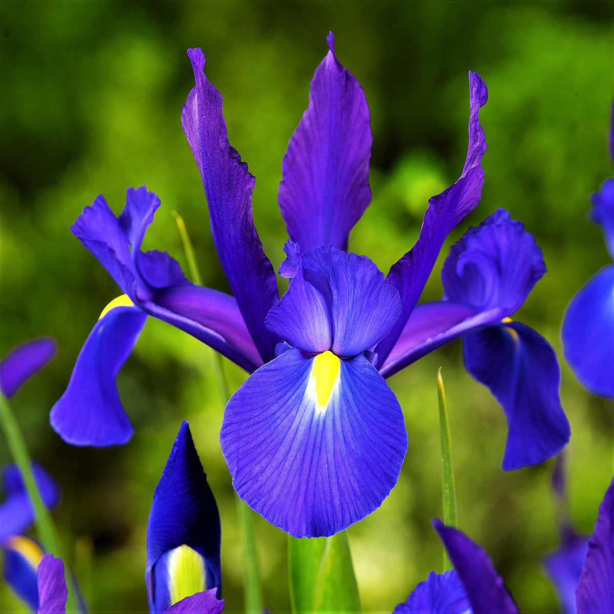 Brilliant Dutch Iris Bulbs for Sale Online | Spring Royalty Mix – Easy ...