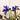 Planted Dutch Iris Telstar