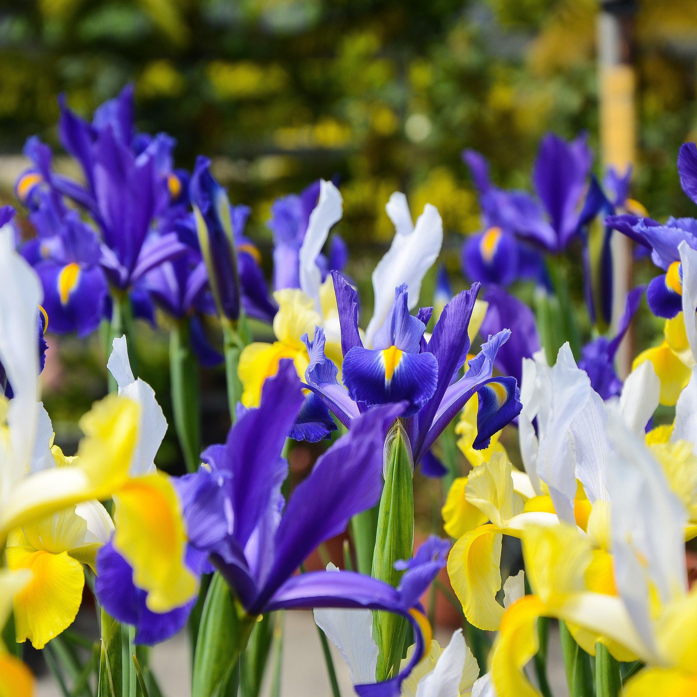 Brilliant Dutch Iris Bulbs for Sale Online | Spring Royalty Mix – Easy ...