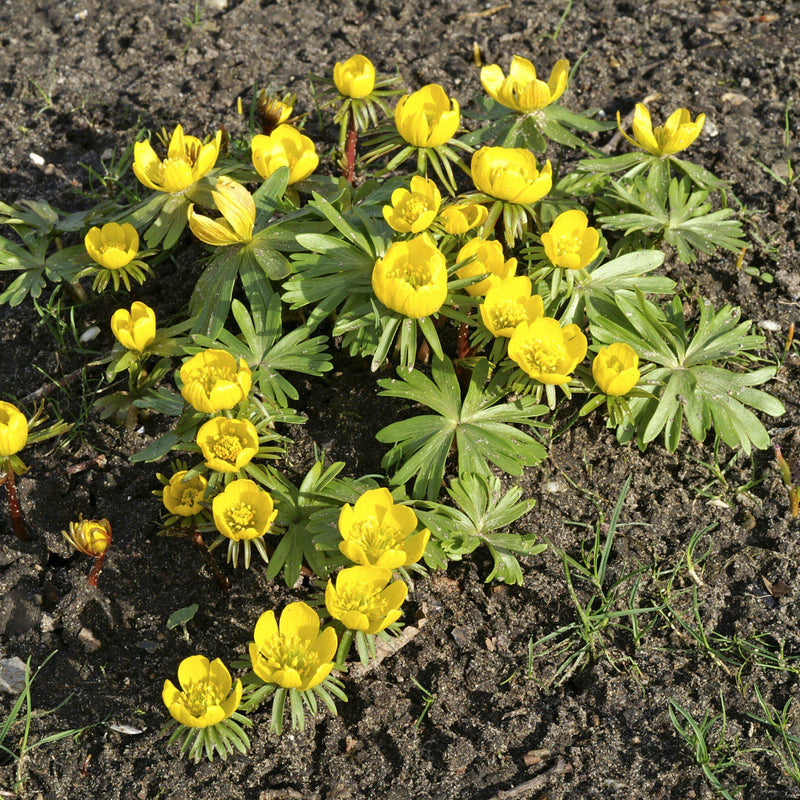 Multiple bloomed yellow winter aconite
