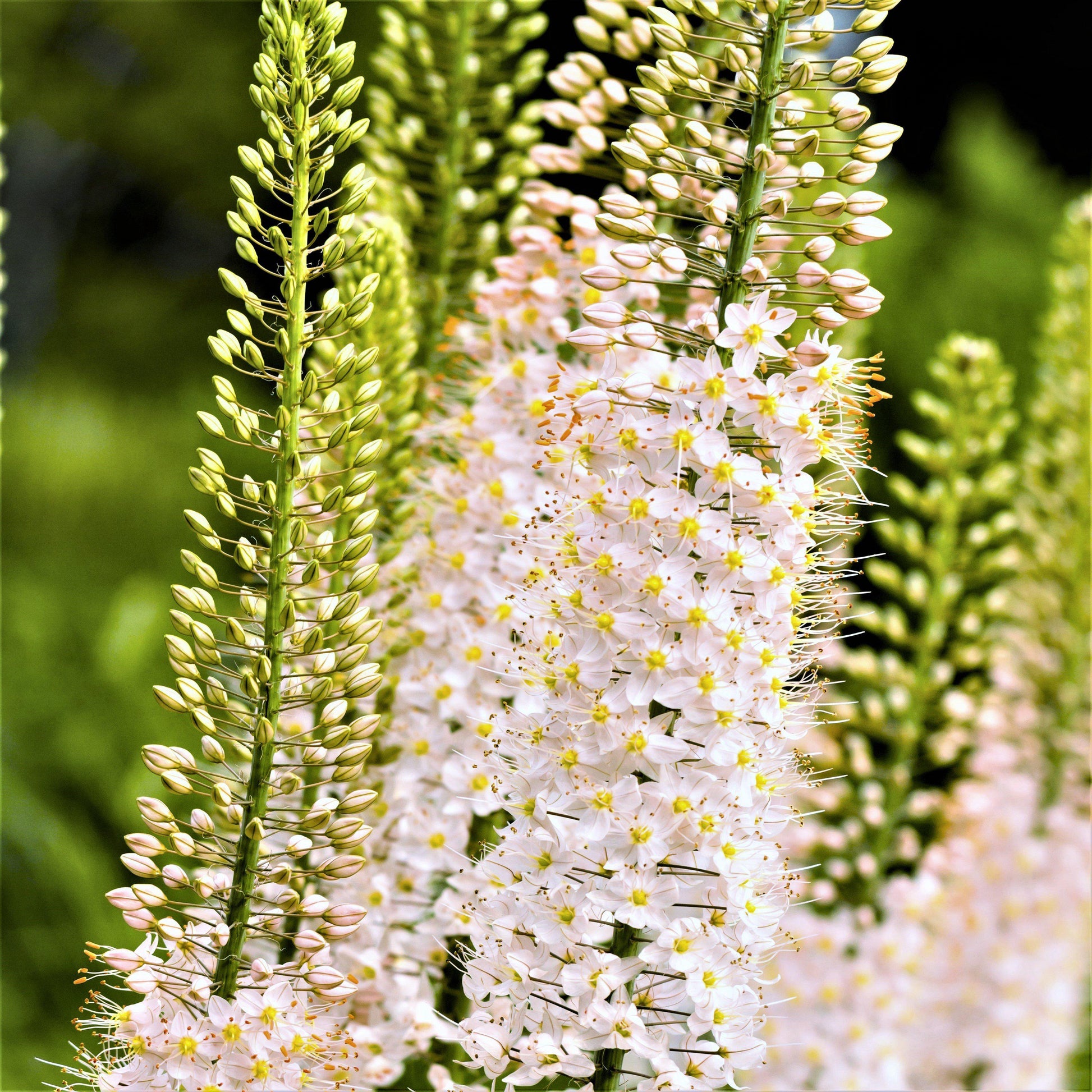 foxtail lily white Eremurus