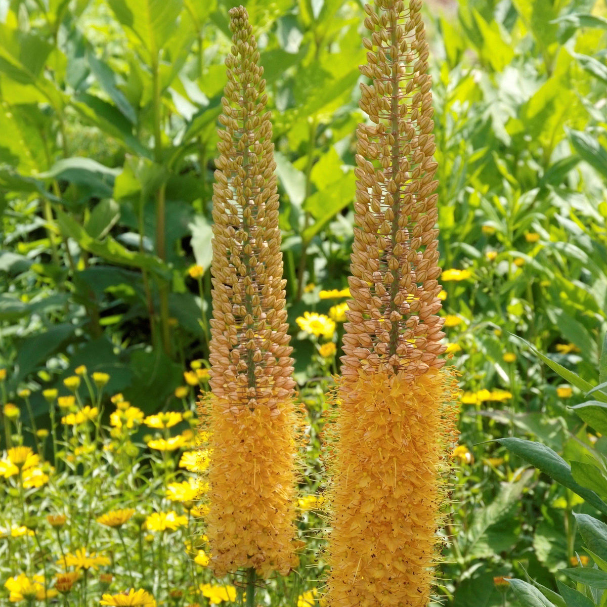 Elegant Amber Eremurus Roots for Sale Online | Rexona – Easy To Grow Bulbs